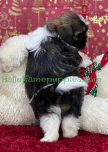 Load image into Gallery viewer, Holly - A hypoallergenic Shih tzu puppy
