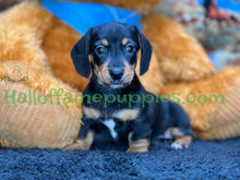 Load image into Gallery viewer, Montana is a Miniature short hair Dachshund puppy
