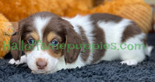 Load image into Gallery viewer, Annie is a long hair miniature Sable Piebald Dachshund puppy!
