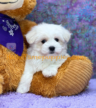 Load image into Gallery viewer, Biscuit - Maltese puppy - is currently on hold
