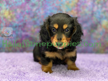 Load image into Gallery viewer, Ivy is a long hair Black and Tan Miniature Dachshund
