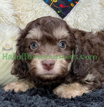 Load image into Gallery viewer, Creed is an F1b Mini Aussiedoodle - has been adopted!  Merry Christmas!
