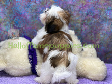 Load image into Gallery viewer, Reba - Shih tzu puppy
