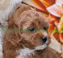 Load image into Gallery viewer, Juliet a F1b Mini Cava poo puppy
