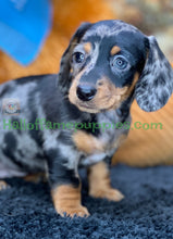 Load image into Gallery viewer, Dixie is a short hair miniature silver dapple Dachshund
