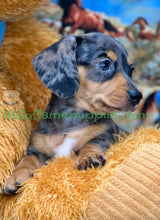 Load image into Gallery viewer, Shiloh is a short hair miniature silver dapple Dachshund!
