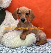 Load image into Gallery viewer, Lieutenant Dan is a Short hair Mini Dachshund
