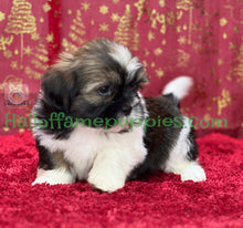 Load image into Gallery viewer, Holly - A hypoallergenic Shih tzu puppy
