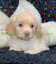 Load image into Gallery viewer, Blondie is an F1b Minnie Aussiedoodle
