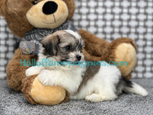 Load image into Gallery viewer, Farrah - Shichon AKA: TEDDY BEARS - has been adopted!
