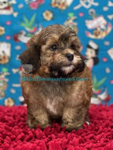 Load image into Gallery viewer, Garnet - Shih-poo - hypoallergenic puppy - Has bee adopted!
