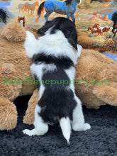 Load image into Gallery viewer, Faith is a long hair miniature Sable Piebald Dachshund puppy!
