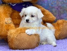 Load image into Gallery viewer, Giblet - Maltese puppy
