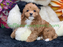 Load image into Gallery viewer, Juliet a F1b Mini Cava poo puppy
