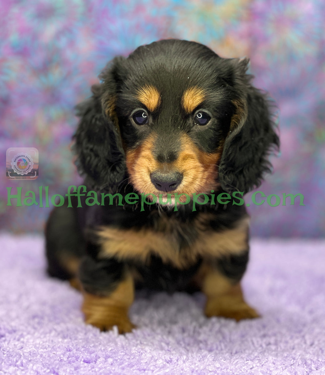 Ivy is a long hair Black and Tan Miniature Dachshund