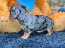 Load image into Gallery viewer, Shiloh is a short hair miniature silver dapple Dachshund!
