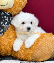 Load image into Gallery viewer, Ambrosia - Bichon Frise puppy
