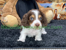 Load image into Gallery viewer, Belle is a long hair brown and white miniature Piebald Dachshund puppy - has found a new forever home!
