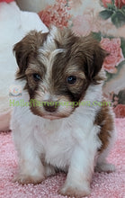 Load image into Gallery viewer, Paisley - A Hypoallergenic Havanese Puppy - has found her new loving home!
