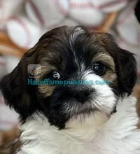 Load image into Gallery viewer, Kiki - Shih-poo - has found a new home
