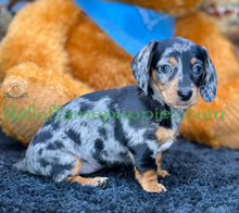 Load image into Gallery viewer, Dixie is a short hair miniature silver dapple Dachshund
