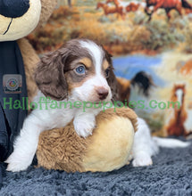 Load image into Gallery viewer, Belle is a long hair brown and white miniature Piebald Dachshund puppy - has found a new forever home!
