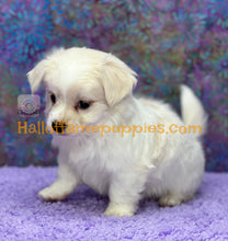 Load image into Gallery viewer, Giblet - Maltese puppy
