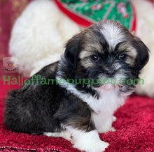 Load image into Gallery viewer, Holly - A hypoallergenic Shih tzu puppy
