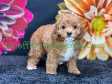 Load image into Gallery viewer, Juliet a F1b Mini Cava poo puppy
