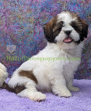 Load image into Gallery viewer, Waylon - Hypoallergenic Shih tzu puppy
