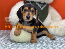 Load image into Gallery viewer, Commander is a Short hair Mini Dachshund
