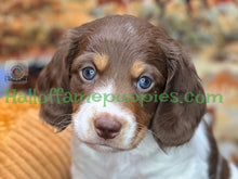 Load image into Gallery viewer, &quot;Jesse is a stunning Sable Piebald Long Hair Miniature Dachshund puppy&quot;
