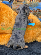 Load image into Gallery viewer, Shiloh is a short hair miniature silver dapple Dachshund!
