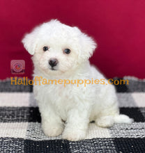 Load image into Gallery viewer, Ambrosia - Bichon Frise puppy
