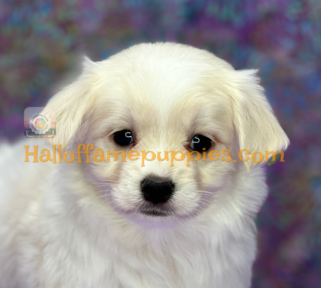 Giblet - Maltese puppy