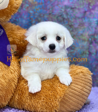 Load image into Gallery viewer, Dumplin - Maltese puppy
