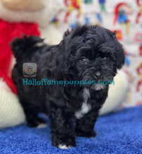 Load image into Gallery viewer, Hulk - Malte-poo / A Hypoallergenic puppy
