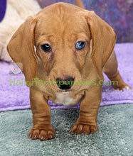 Load image into Gallery viewer, Diamond Lil - A Mini Dachshund - has found her FUR-EVER HOME!
