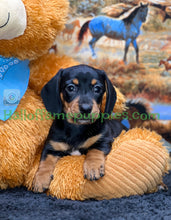 Load image into Gallery viewer, Montana is a Miniature short hair Dachshund puppy
