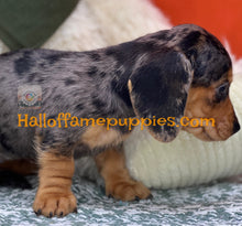 Load image into Gallery viewer, Oceane is a short hair dapple miniature Dachshund
