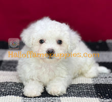 Load image into Gallery viewer, Ambrosia - Bichon Frise puppy
