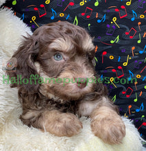 Load image into Gallery viewer, Creed is an F1b Mini Aussiedoodle - has been adopted!  Merry Christmas!
