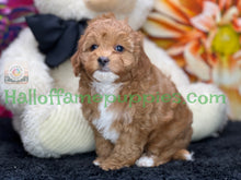 Load image into Gallery viewer, Juliet a F1b Mini Cava poo puppy
