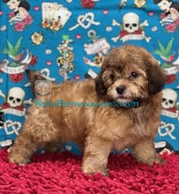 Load image into Gallery viewer, Topaz - Shih-poo - hypoallergenic puppy
