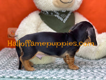 Load image into Gallery viewer, Commander is a Short hair Mini Dachshund
