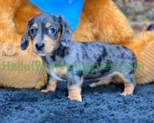 Load image into Gallery viewer, Shiloh is a short hair miniature silver dapple Dachshund!
