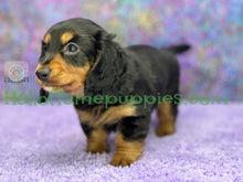 Load image into Gallery viewer, Ivy is a long hair Black and Tan Miniature Dachshund
