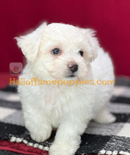 Load image into Gallery viewer, Dreamboat Annie - Bichon Frise puppy
