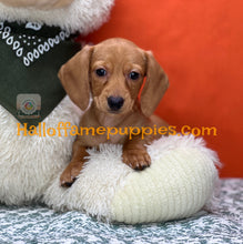 Load image into Gallery viewer, Jenny is a short hair miniature Dachshund puppy
