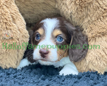 Load image into Gallery viewer, Belle is a long hair brown and white miniature Piebald Dachshund puppy - has found a new forever home!
